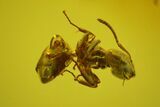 Fossil Ant (Formicidae) In Baltic Amber #166205-1